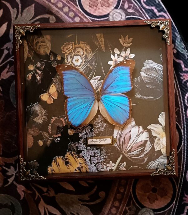 Cadre vintage "Grand Morpho"