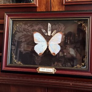 Cadre vintage "Morpho Sulkowskyi"