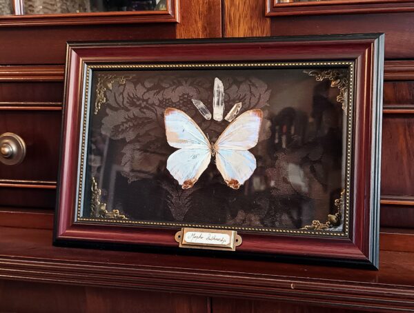 Cadre vintage "Morpho Sulkowskyi"