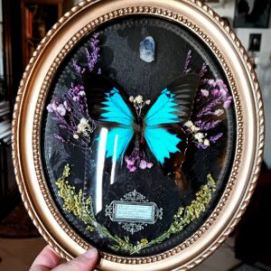 Cadre vintage "Papilio Ulysses"