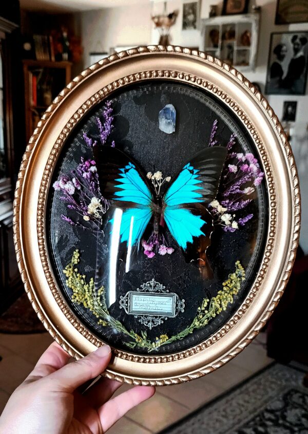 Cadre vintage "Papilio Ulysses"