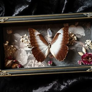 Cadre vintage "Morpho Telemachus"
