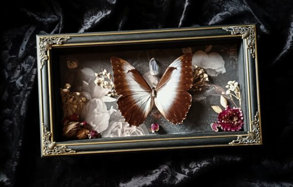Cadre vintage "Morpho Telemachus"
