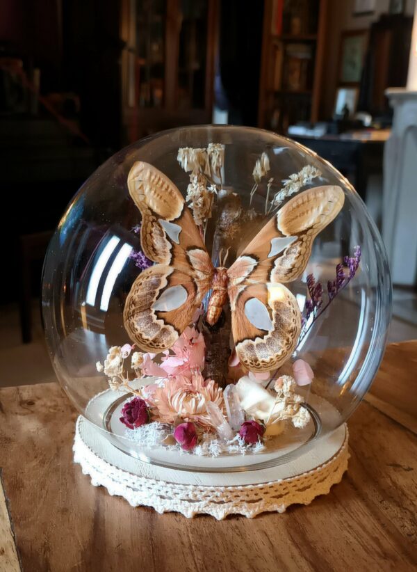 Cloche ronde "Shabby moth"