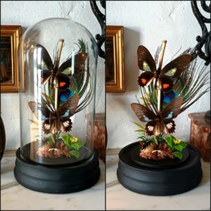 Création "Parides"