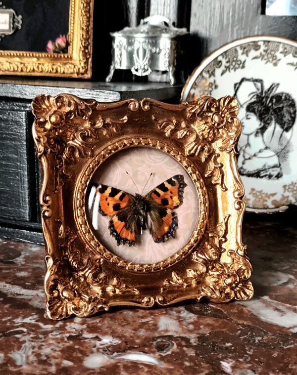 Cadre rococo "petite tortue"
