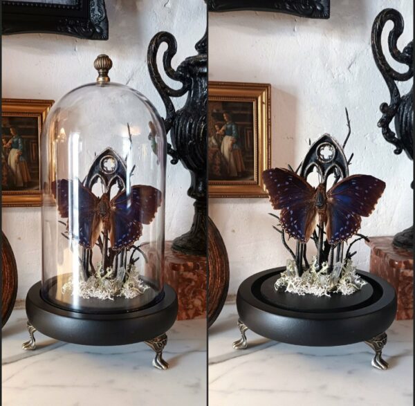 Collection gothique "Le rêve de Caspar"