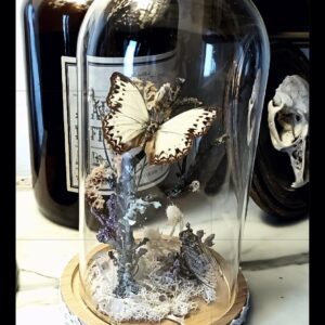 Collection histoire naturelle - "L'hiver"