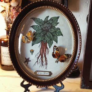 Collection histoire naturelle - "Mandragore"