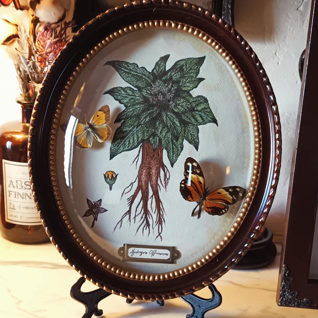 Collection histoire naturelle - "Mandragore"