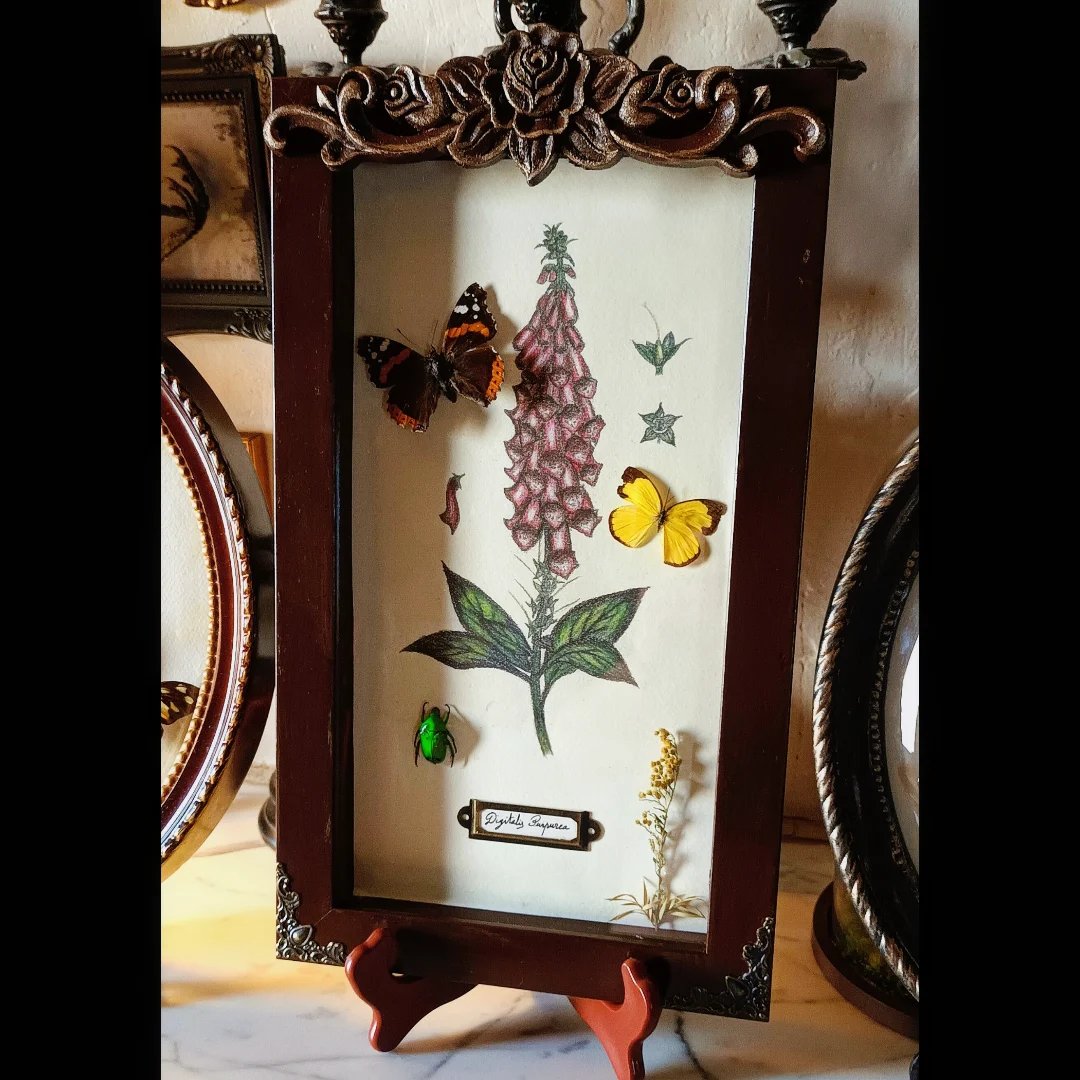 Collection histoire naturelle - "Digitale"