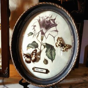 Collection histoire naturelle - "Datura"