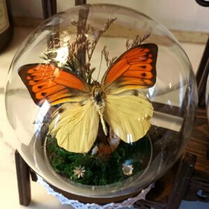 Cloche ronde grand modèle - "Hebomoia leucippe"