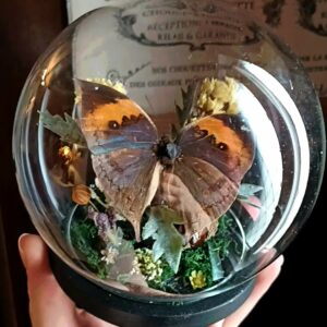 Cloche ronde grand modèle - "Kallima inachus"